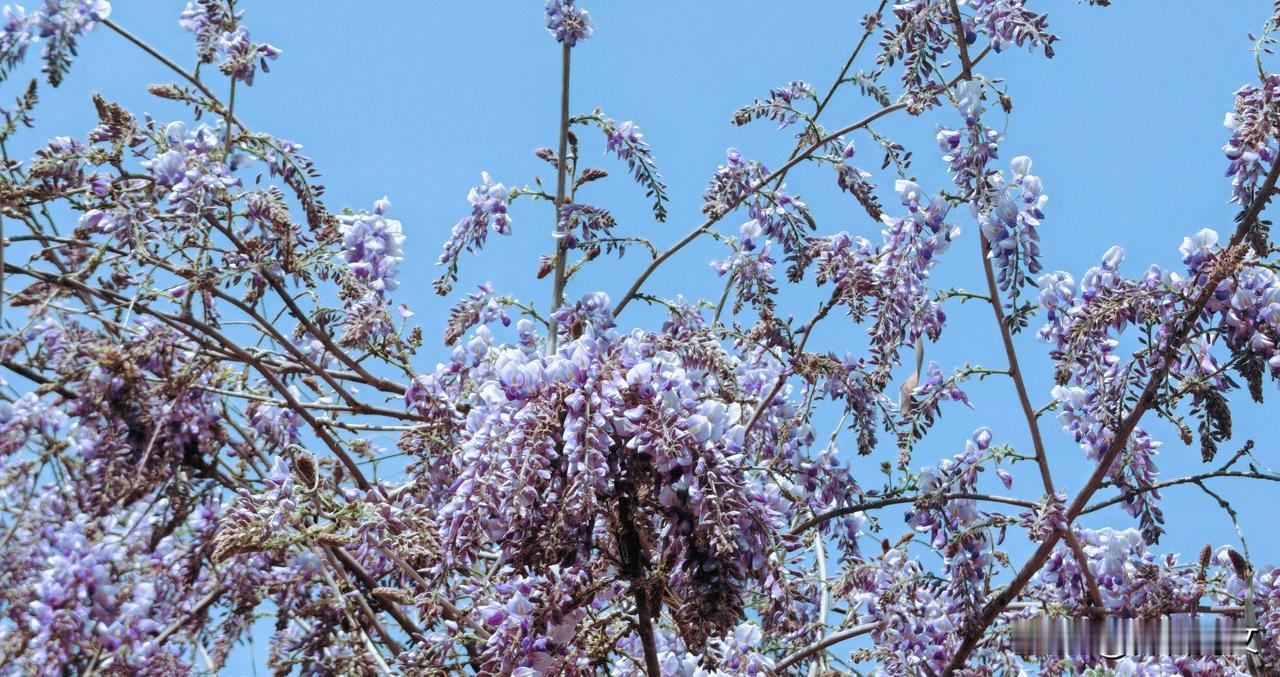 一架藤萝紫雾浓，
千枝万花舞春风。
