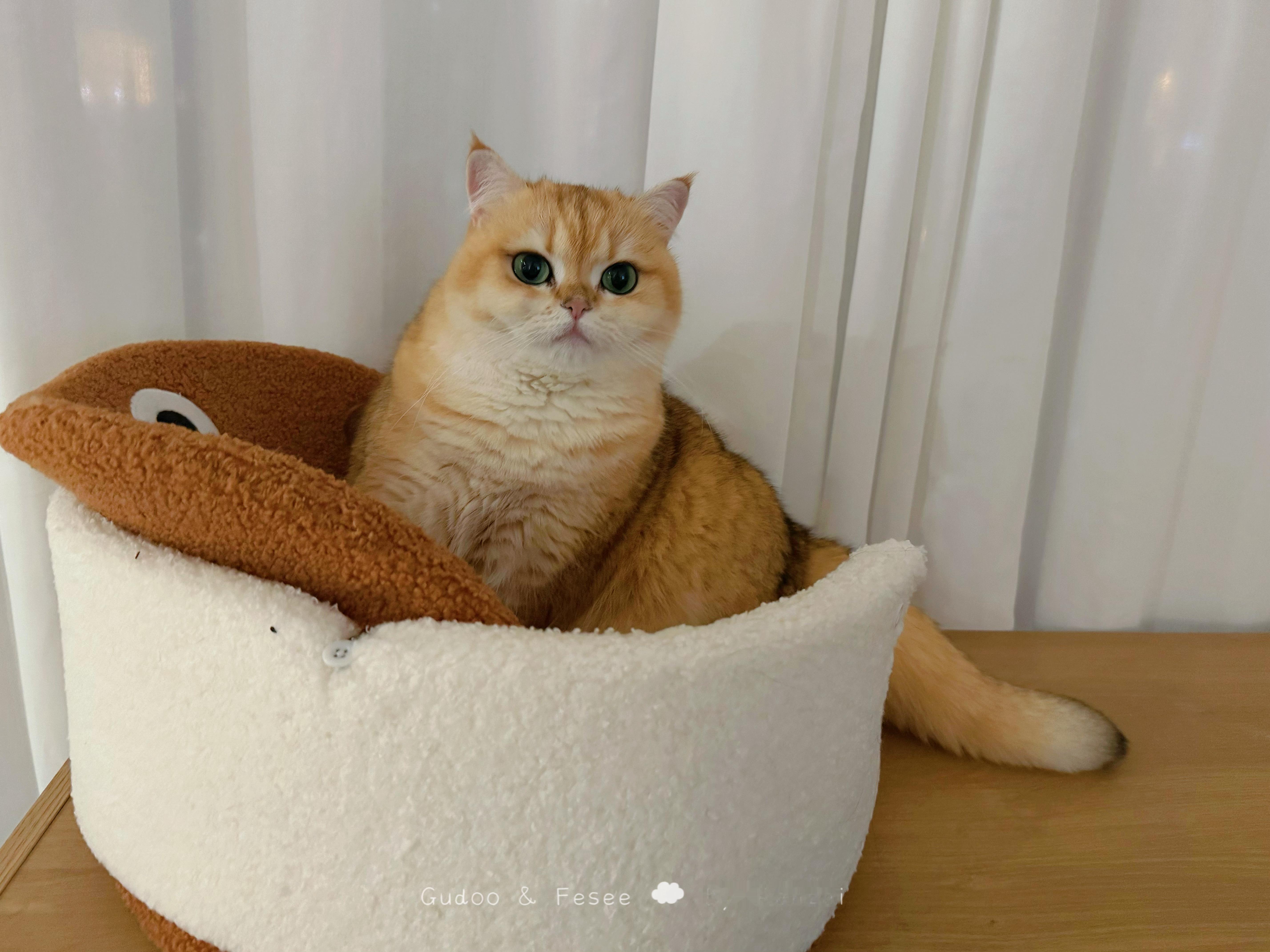 菇咪宝开美瞳的时候，他整只猫就看得不是很清楚[哆啦A梦害怕]#菇冬怎么肥四[超话
