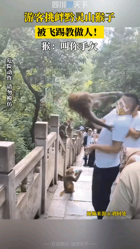 “冤不冤！” 贵州贵阳，一男子在公园里挑逗野生猕猴，动手扇了猴子一巴掌，那巴掌 