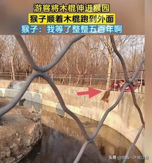 “孙悟空”越狱了，
这个递棍儿的游客怕不是“唐僧”转世吧。

只能说这“猴头”太