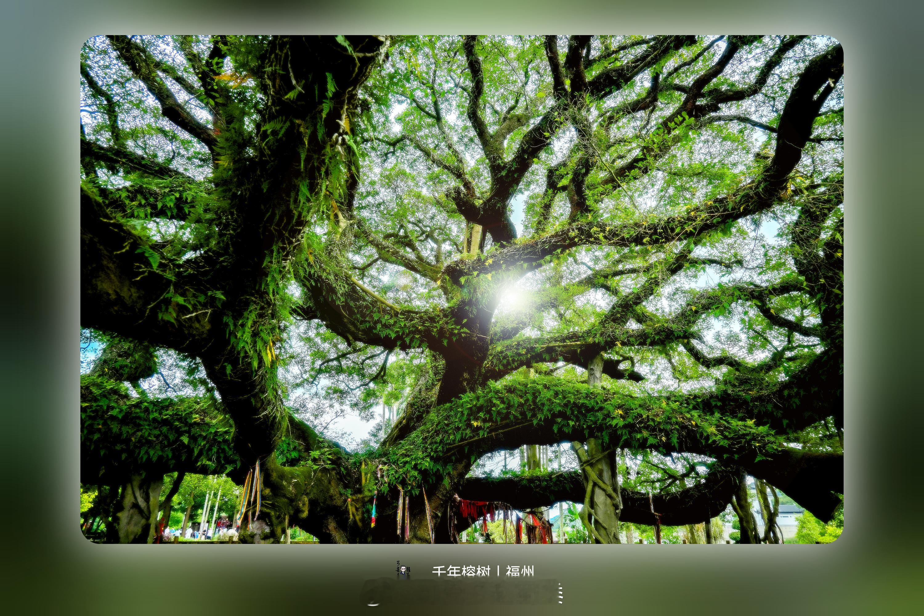 千年榕树｜欢迎大家来福州 福州·福州国家森林公园