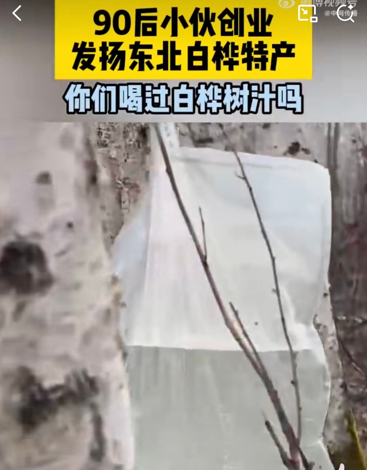 90后小伙创业发扬东北白桦特产把东北黑土地的倔强酿成甜蜜 90后小伙太会整事儿！