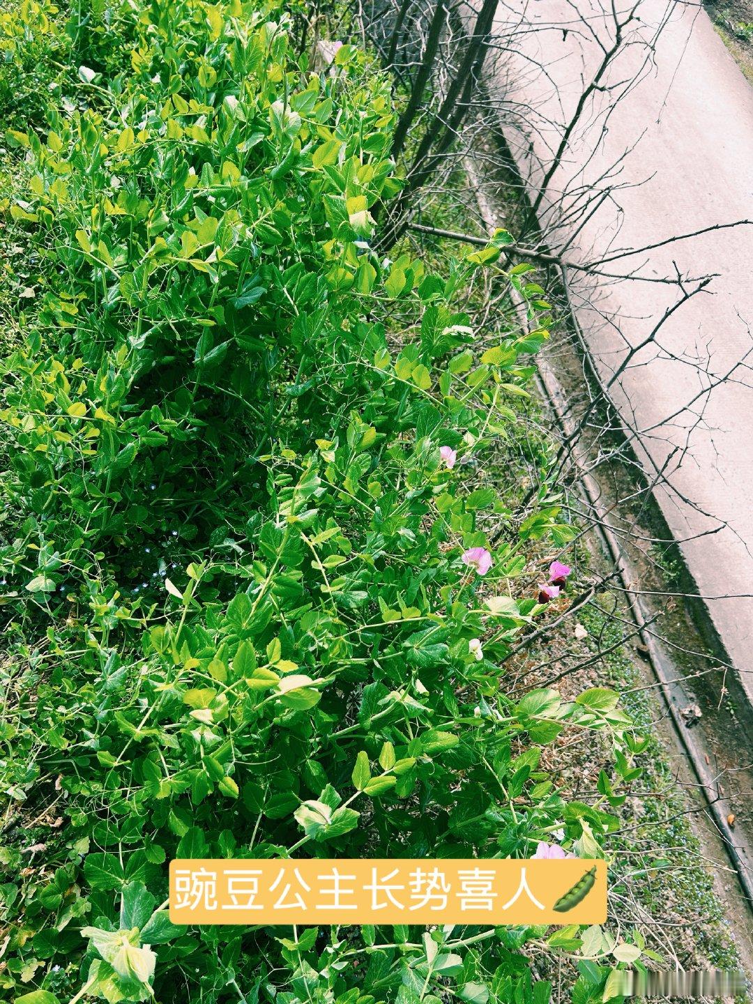 屋前的沃柑树还挂着最后几枝果子橙黄橙黄的看着就喜庆老家的日子慢悠悠不像城里那样紧