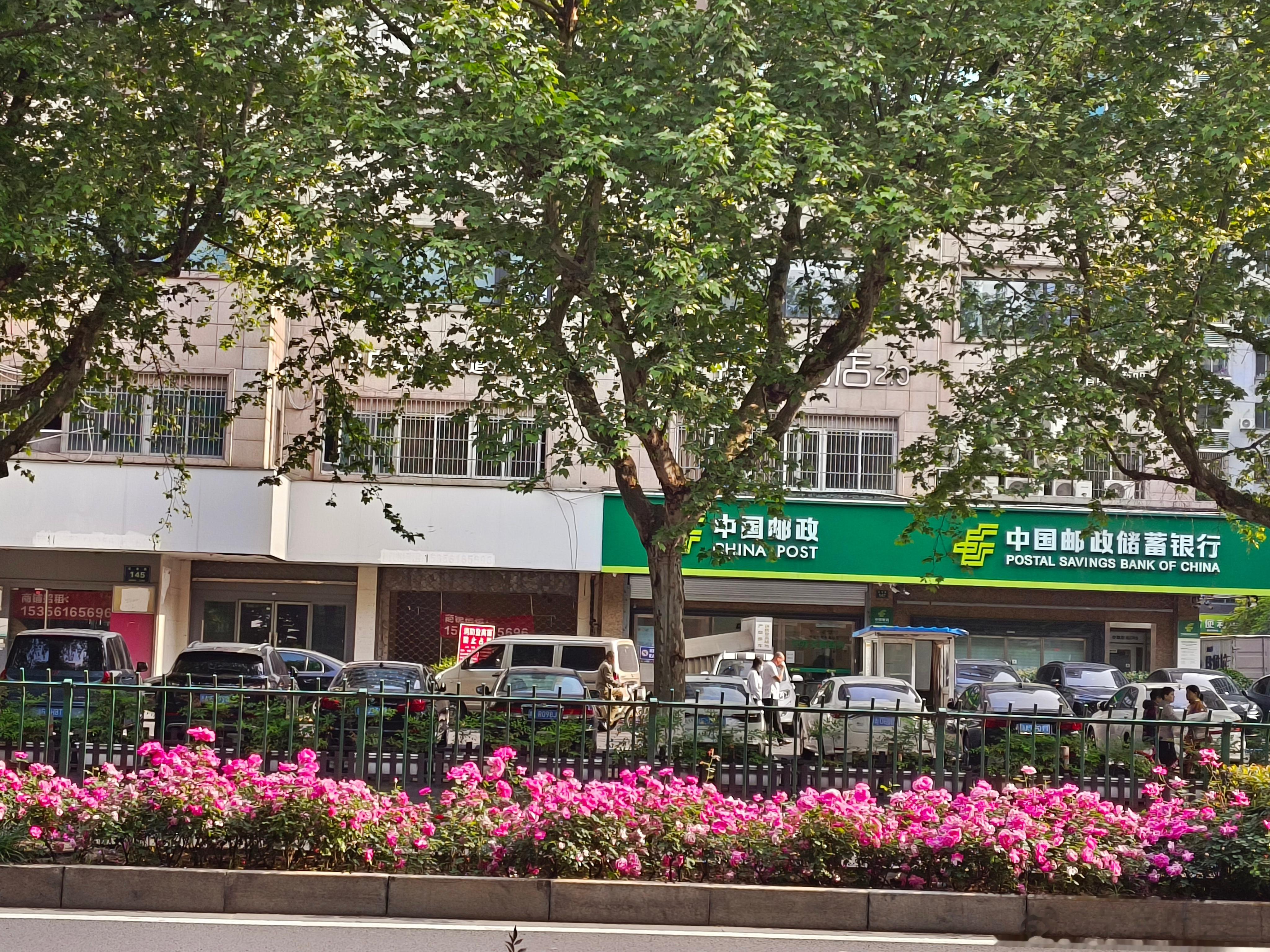 是行道绿化带上的“中国玫瑰
