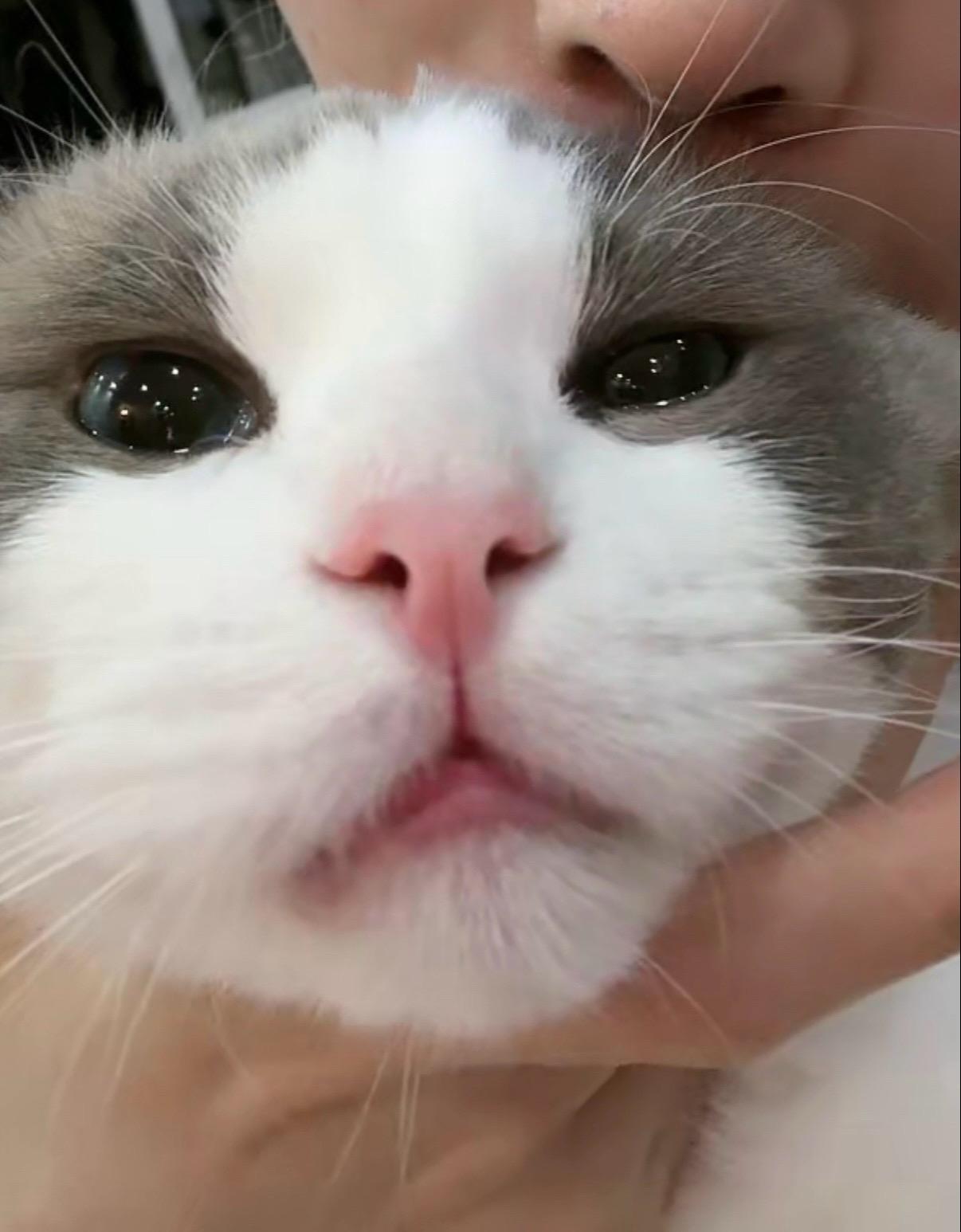 大脸冲击！