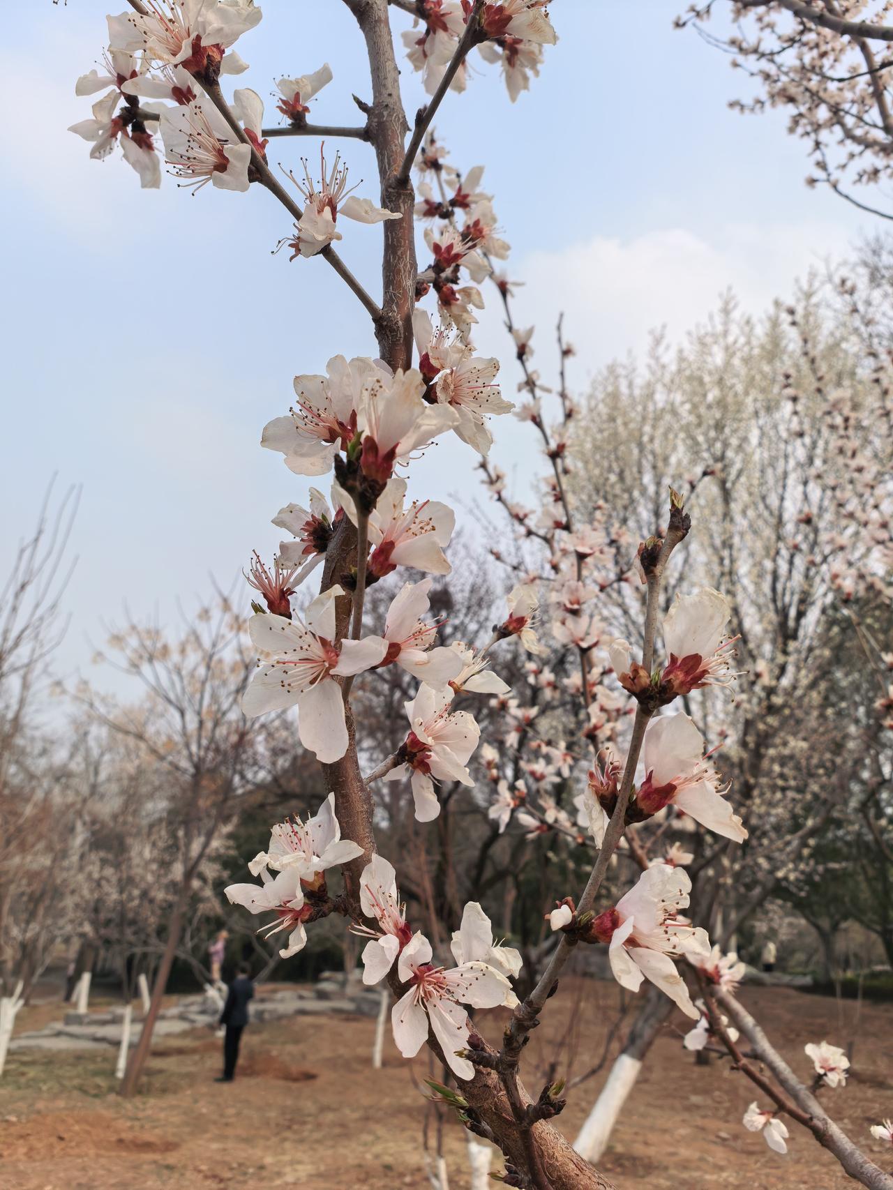 晒图笔记大赛春天到了，桃花盛开。