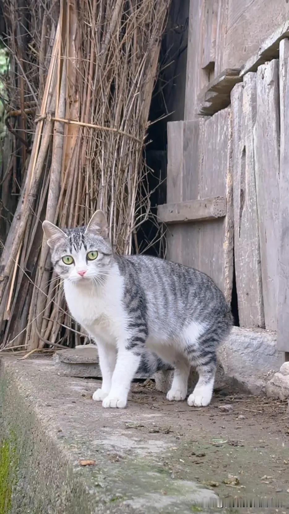 看看乡村的小猫好可爱看风景的喵 猫咪向往的生活 村里人看猫日常 猫咪回归田园 农