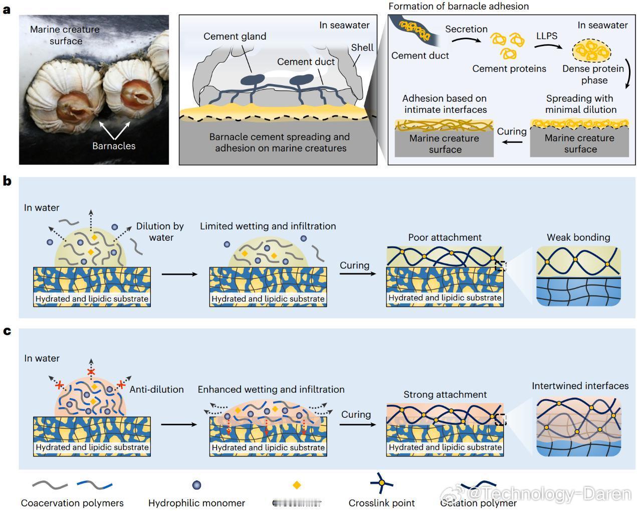 最新科技消息 【我国科学家研发出新型“水中粘合剂”】近日，华南理工大学生物医学科