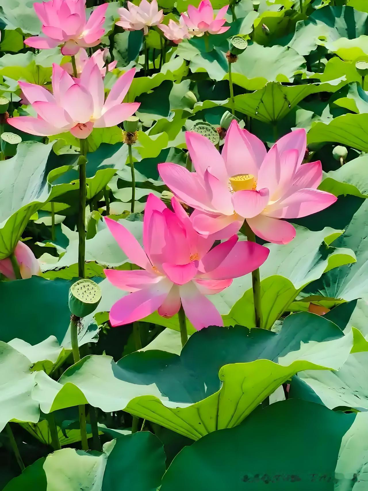《晓出净慈寺送林子方》 
——宋.杨万里
毕竟西湖六月中，
风光不与四时同。
接