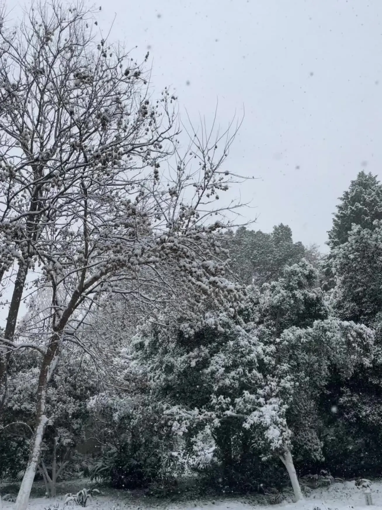 今天我问他去年这时候下雪了怎么现在还不下雪，他冲我大叫让我好好看书别考...