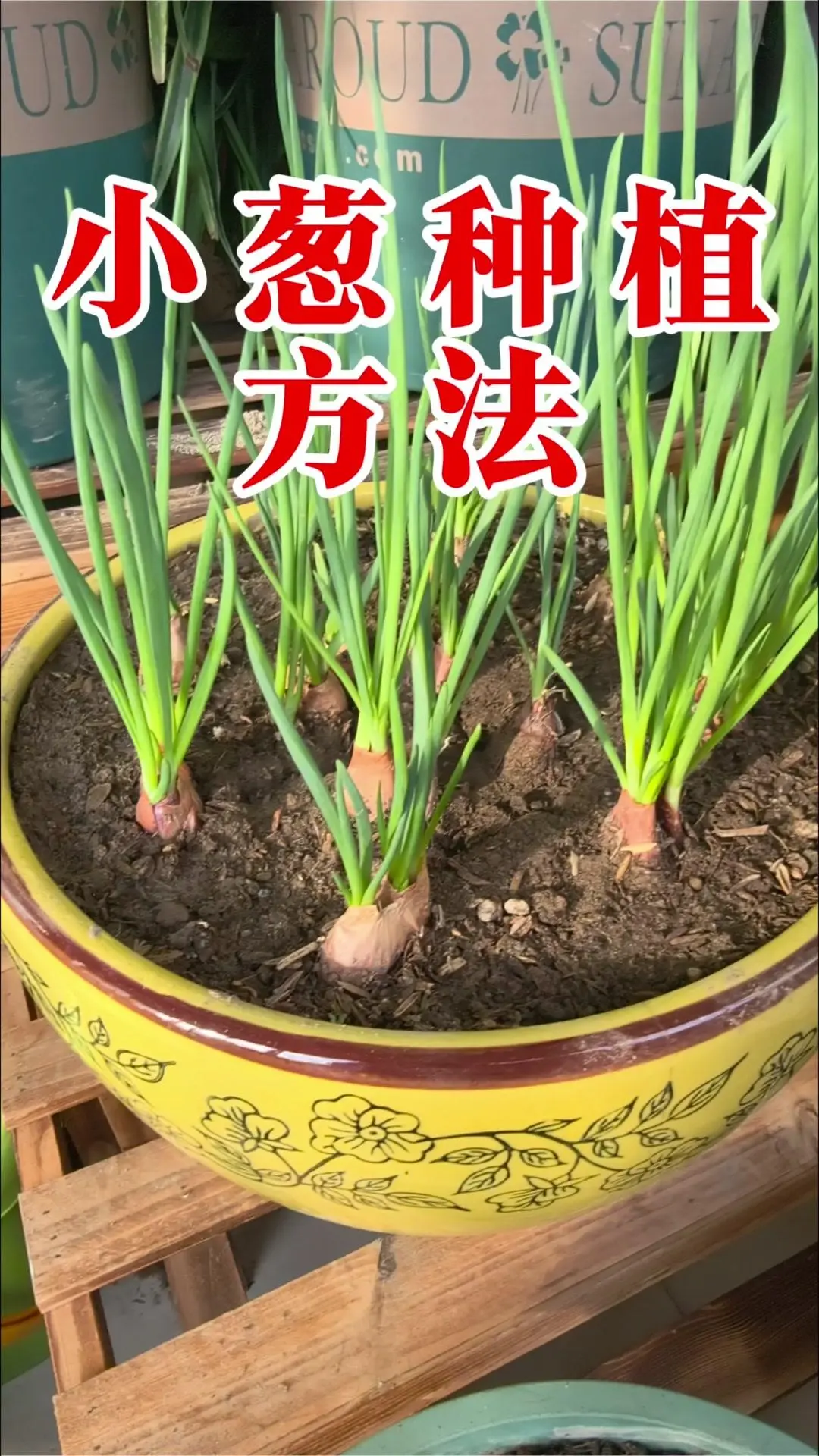 ✨超简单的小葱家庭种植法。1️⃣先剪掉葱头的两端，根据种植容器排布好 ...