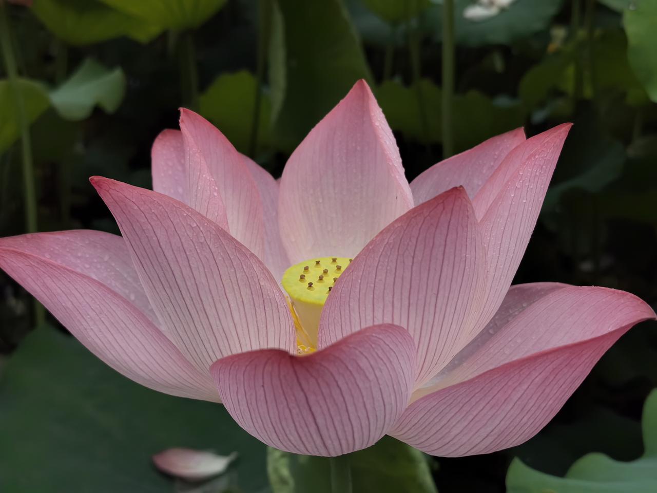 荷花组图（二）