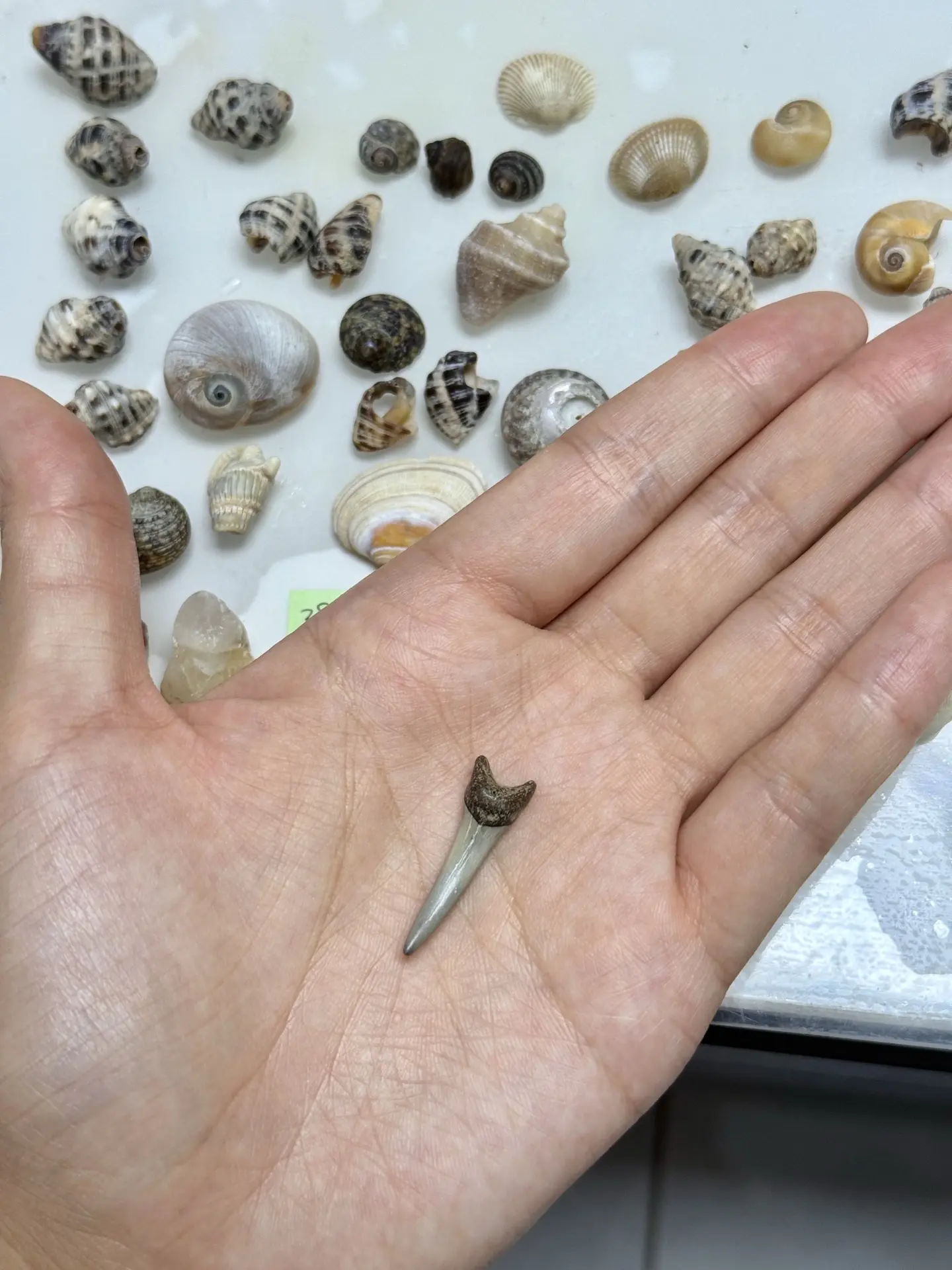 捡贝壳捡到锥齿鲨牙齿化石🩶🖤🦈！