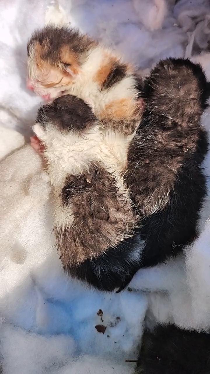 好可爱的小猫咪。