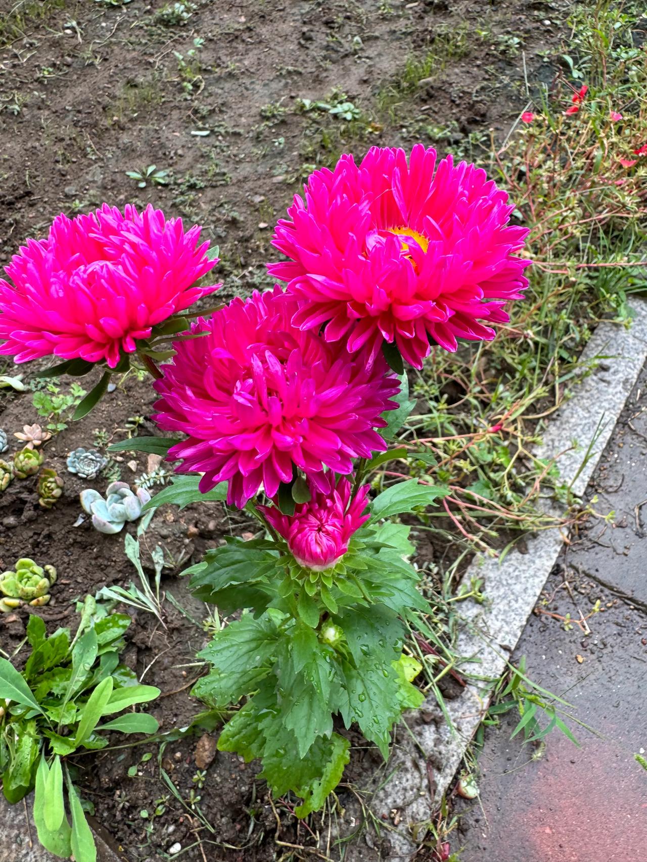 每天开心快乐一点点#秋日的花花草草# #艳丽花朵随手拍#