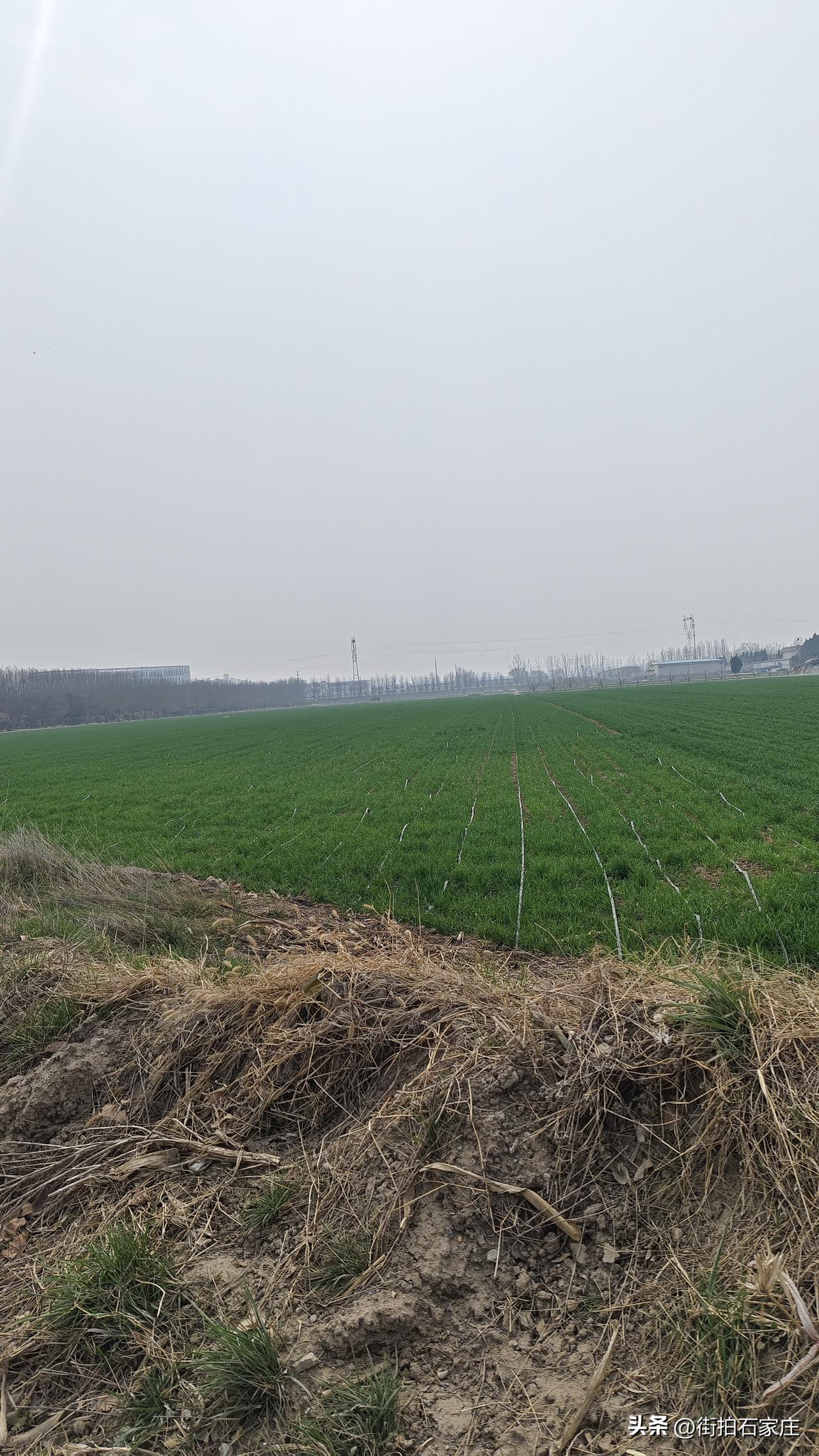 石家庄三环内，麦子地太多了，所以还有很大的发展空间！
如果石家庄三环内，都发展好