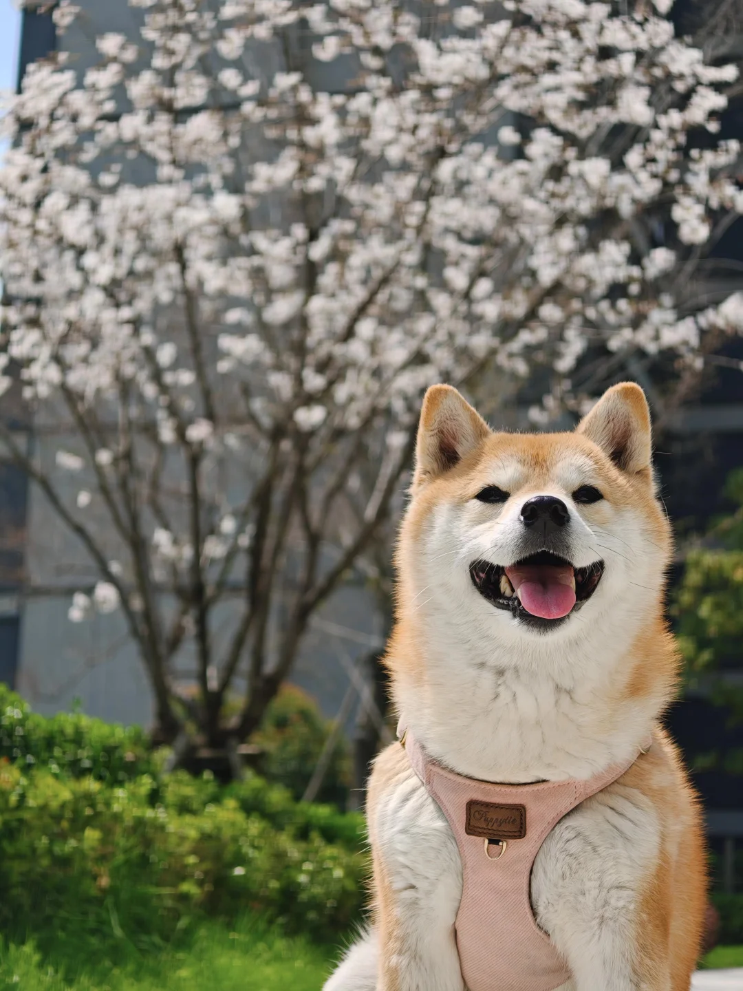 柴桑，故乡的樱花开啦