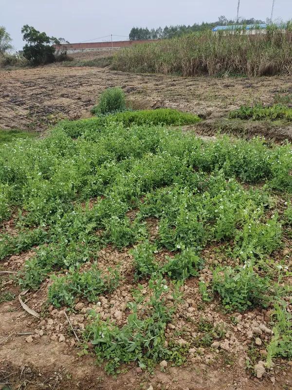 所以，应该把罪魁祸首找出来。让他赔偿全部损失，这才能解大家心头之恨。