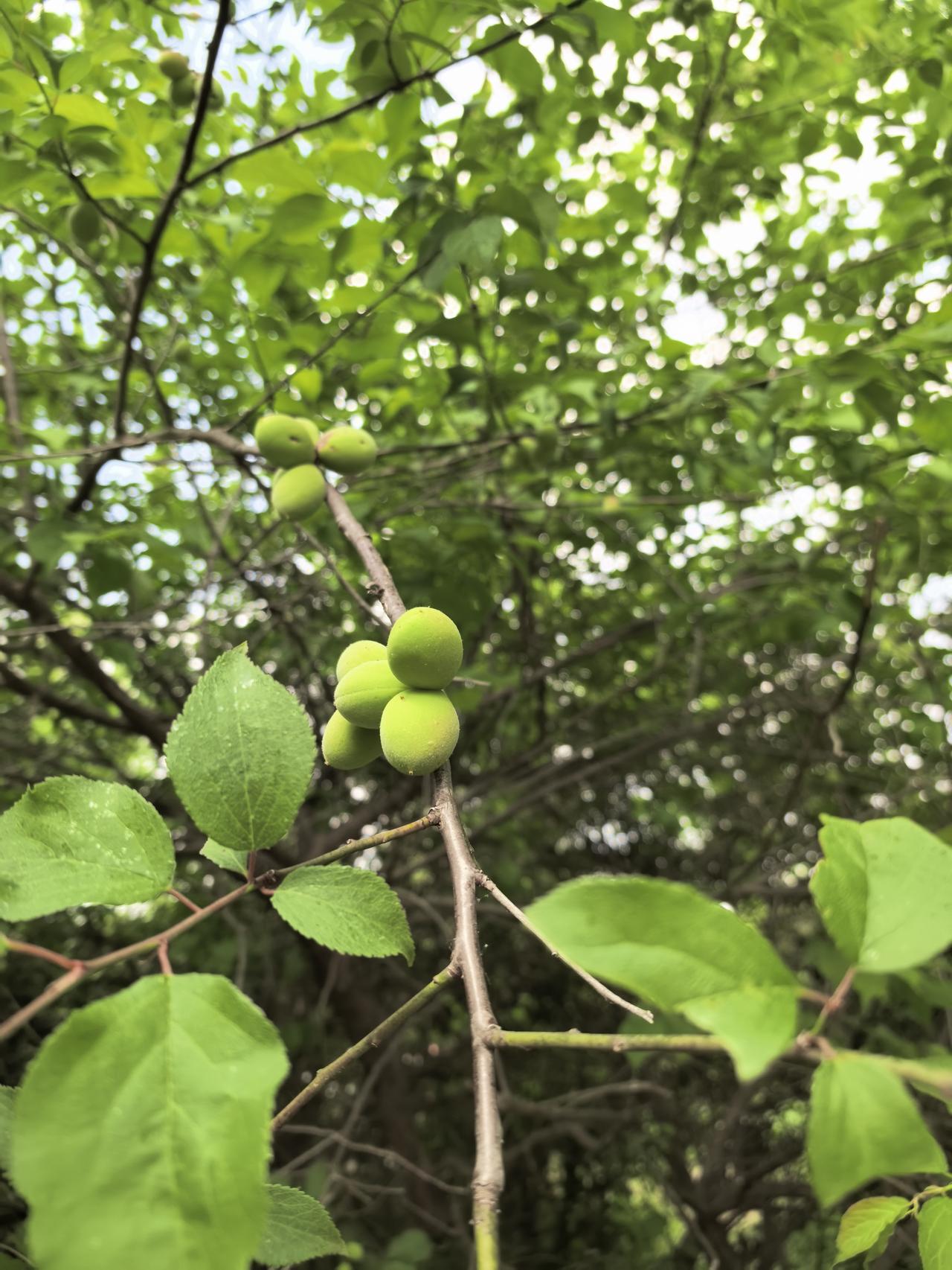又看到这样的杏子，感觉非常亲切，马上回到美好的童年。

那时候，如果让我们看到这