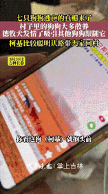 闹了个大乌龙！被网友热议的7只狗狗逃亡真相来了，吉林当地媒体现场采访，狗主人现身