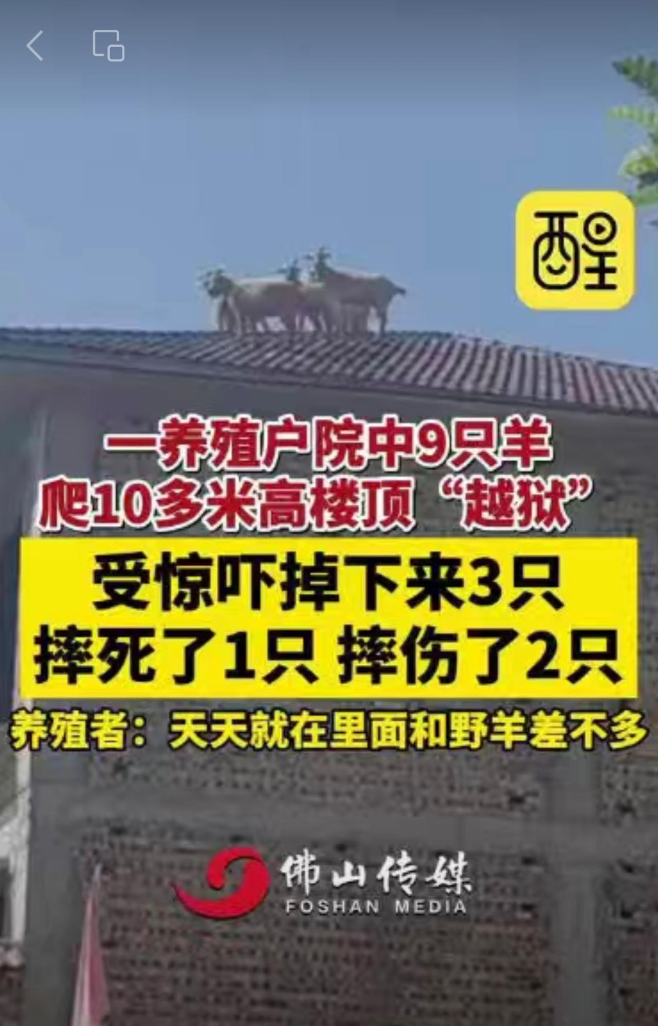 一养殖户院中9只羊爬10多米高楼顶“越狱”，受惊吓掉下来3只，摔死了1只，摔伤了