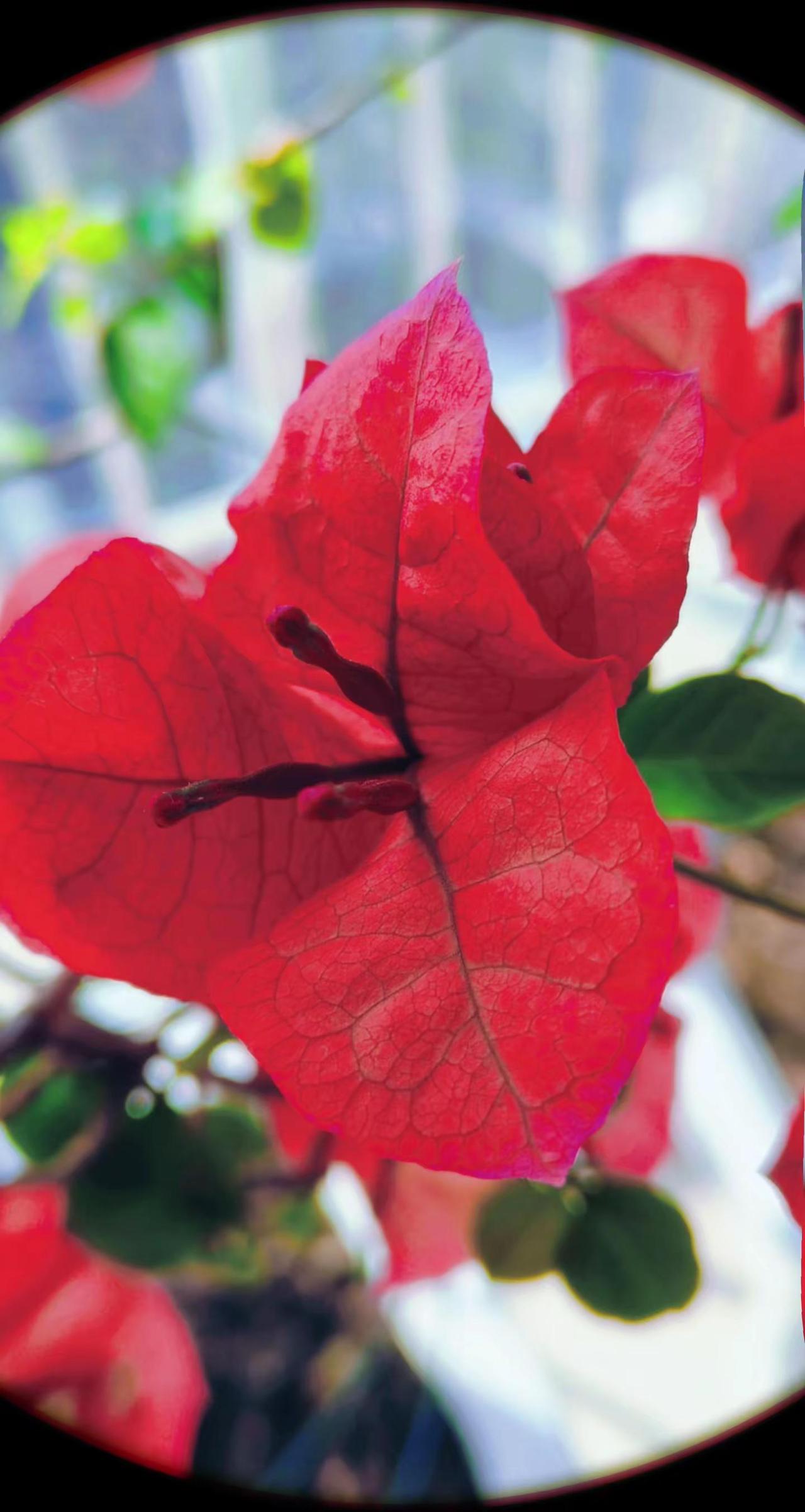 醒图 花与生活 静物摄影 用鲜花记录心情 实拍花艺作品