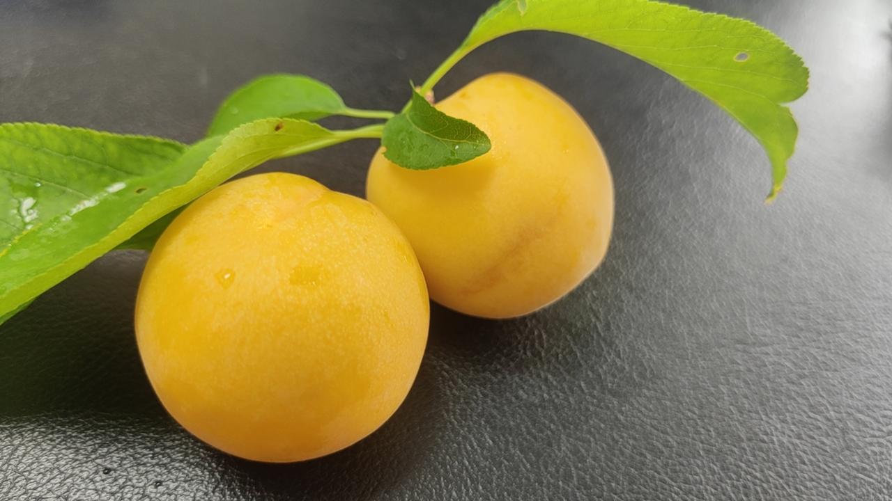 时近7月中旬，单位院子里的大黄杏还挂在树上，如一个个黄灯笼，澄黄如玉，尝尝鲜，自