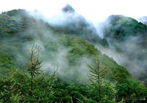 【凉殿峡】凉殿峡森林茂密，自感生风，凉爽宜人，自古就是避暑胜地。区内活跃着野猪、