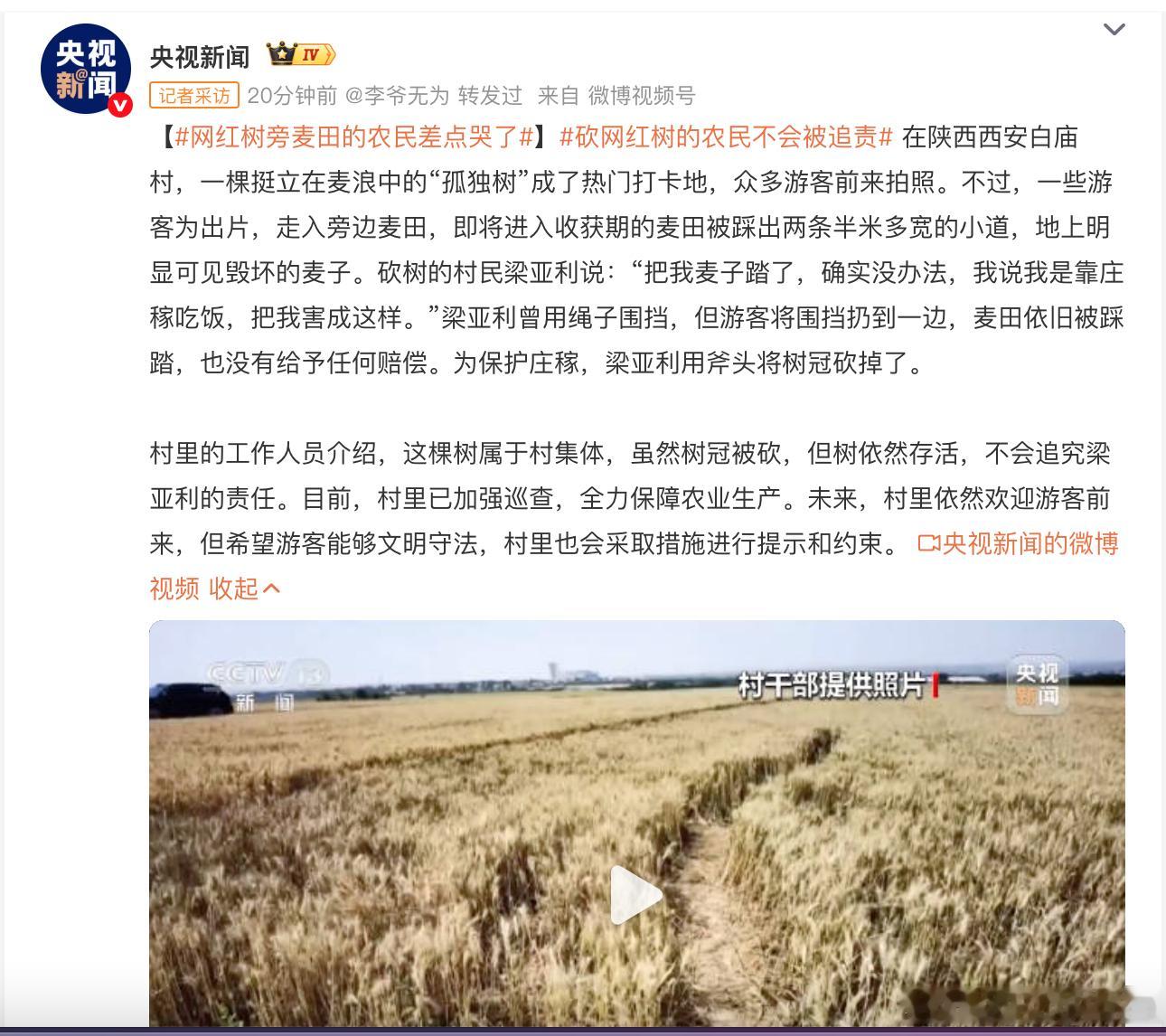 【网红树旁麦田的农民差点哭了】每位游客带条家人去踩踏麦田出片，央霉绝对能帮你们美