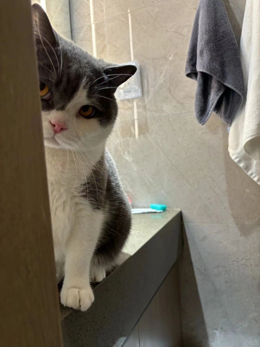 睿智小猫