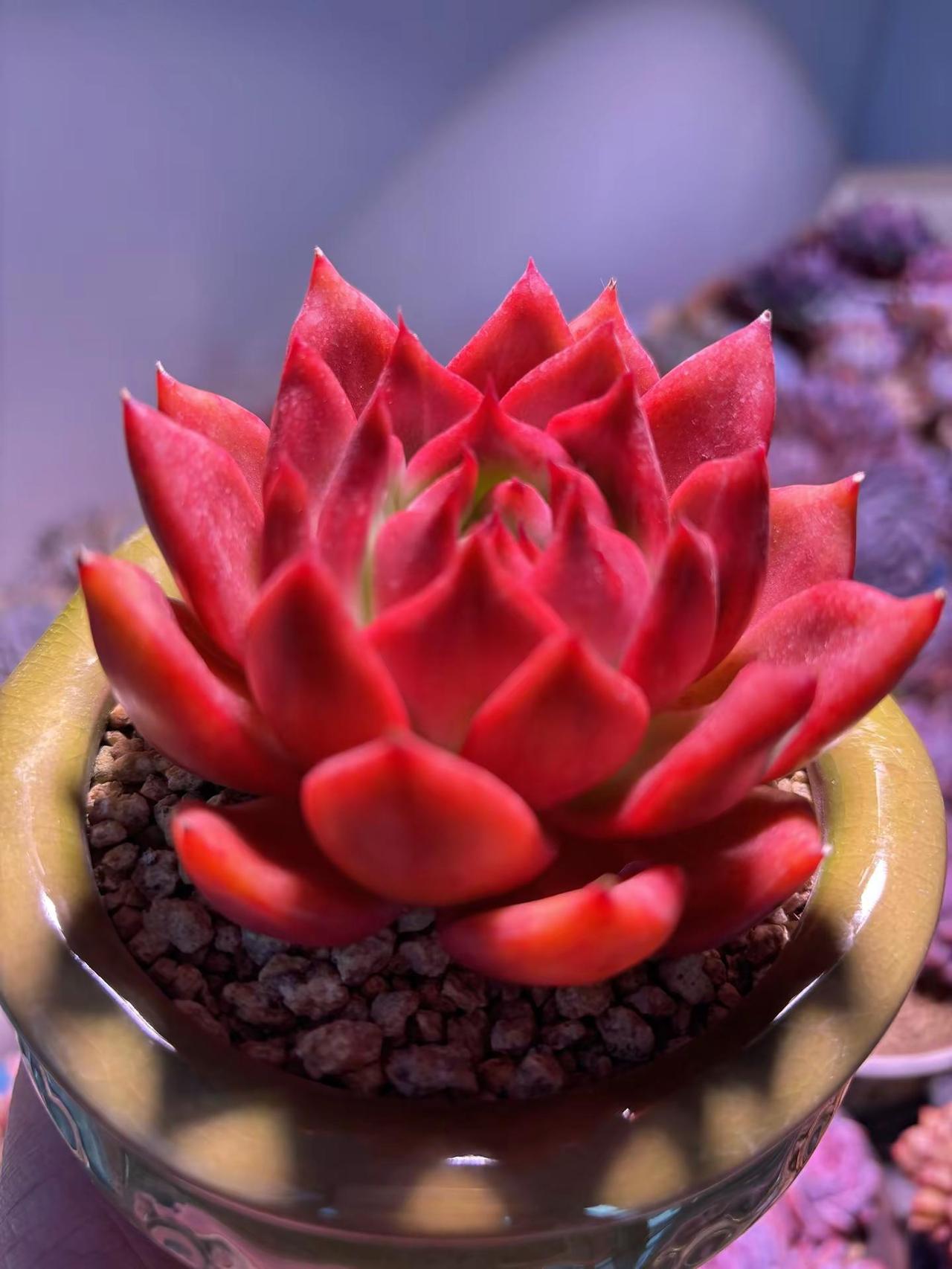 灯下的壮壮格外娇艳记录多肉生活