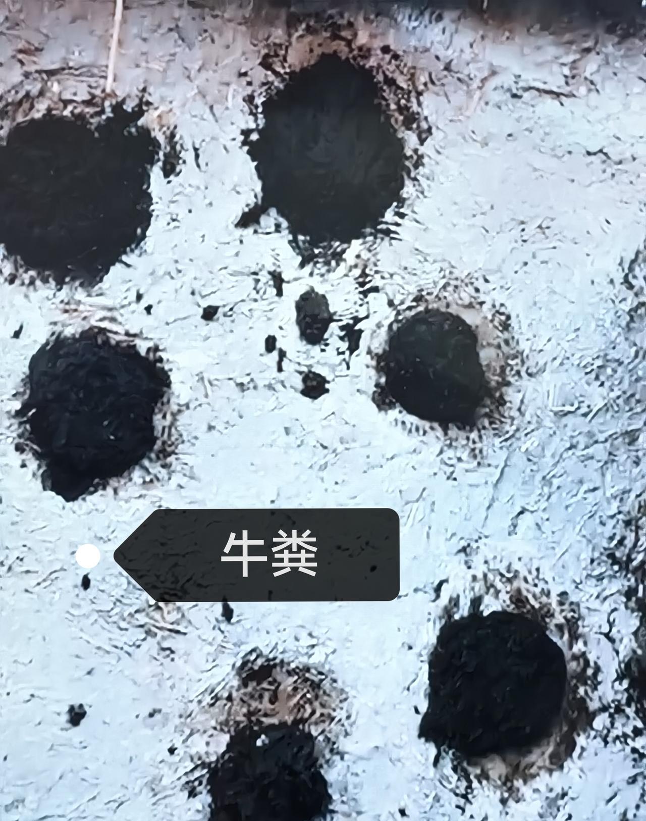 零下40度的可可西里，他被子弹击中，身体凝固成一尊冰雕，枪口至死都对着盗猎者的方