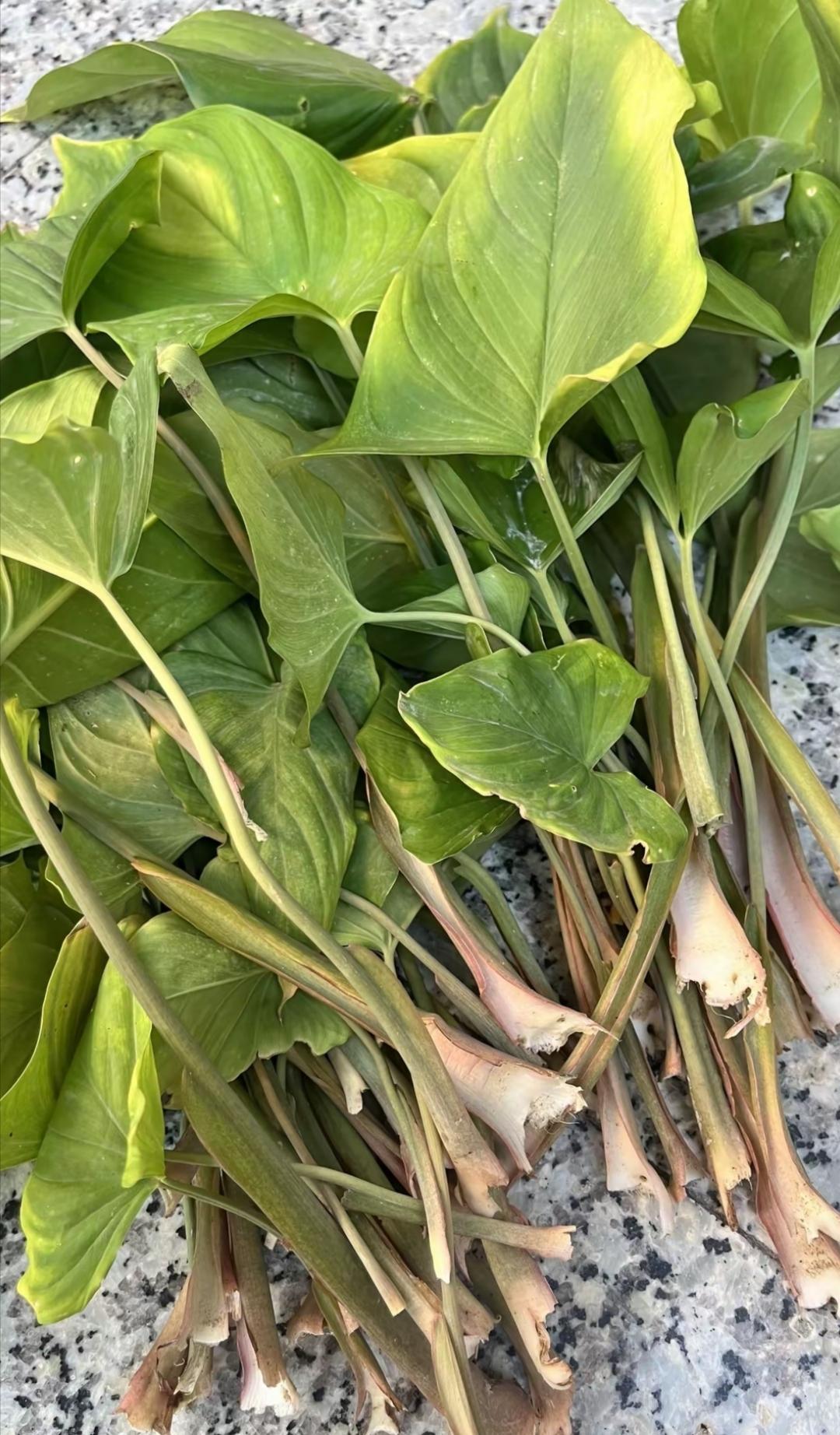 根煲月子汤，叶煮凤蒋饭——湛江人舌尖上的乡愁味


在湛江雷州半岛的乡间，若问起