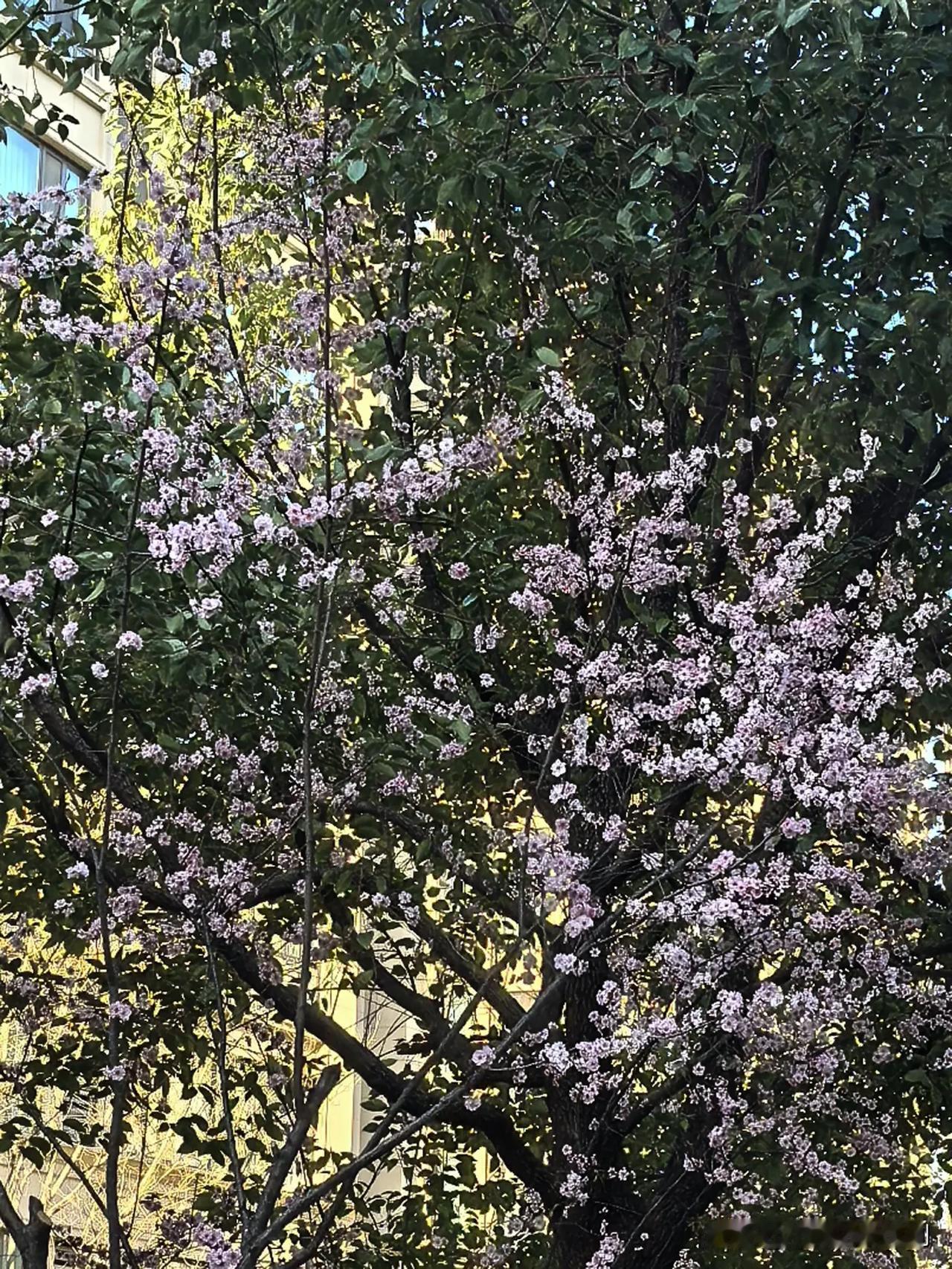 分享相册里最美的花