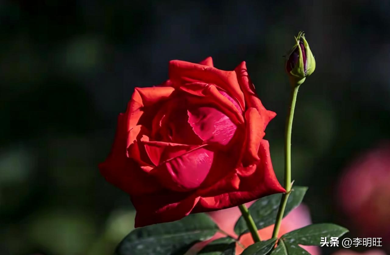 月季花