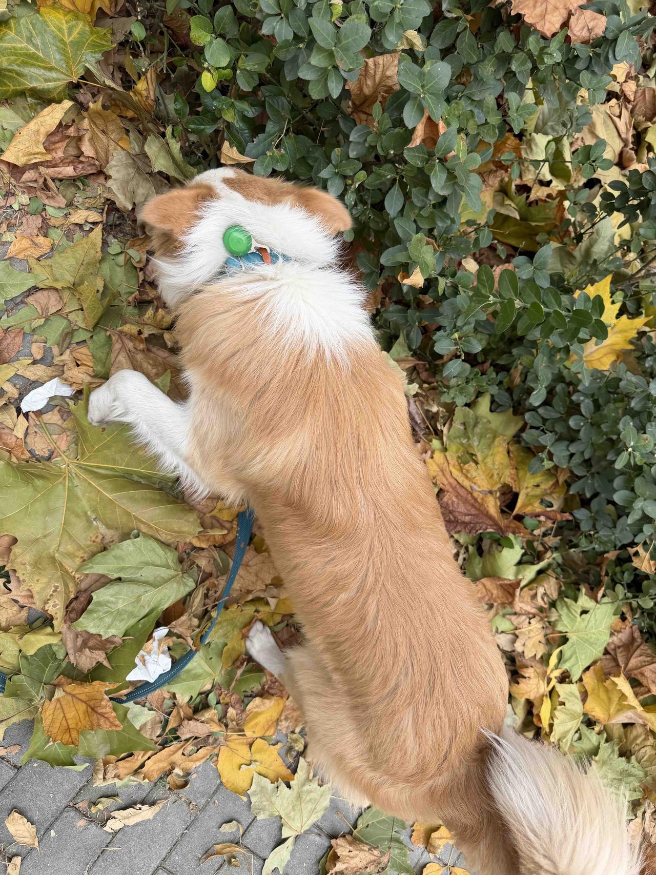 分享我这周有趣的事：今天风大，遛狗人坚持遛狗的毅力干啥能不成功[捂脸]