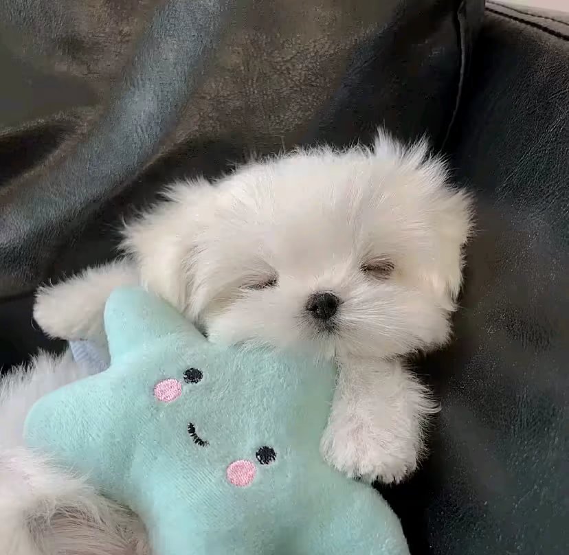 𝙒𝙚𝘾𝙝𝙖𝙩丨呆萌宠物头像丨小狗头像  专栏 · 一些分享