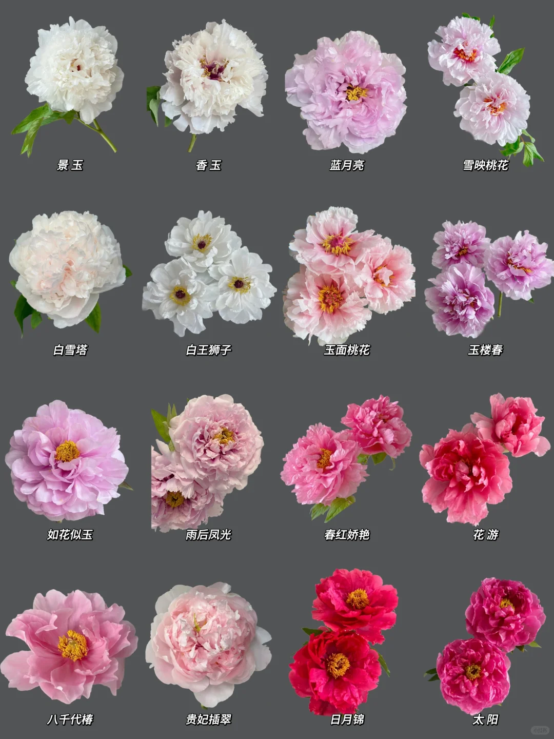 每日识花系列｜一次性认识16种牡丹花