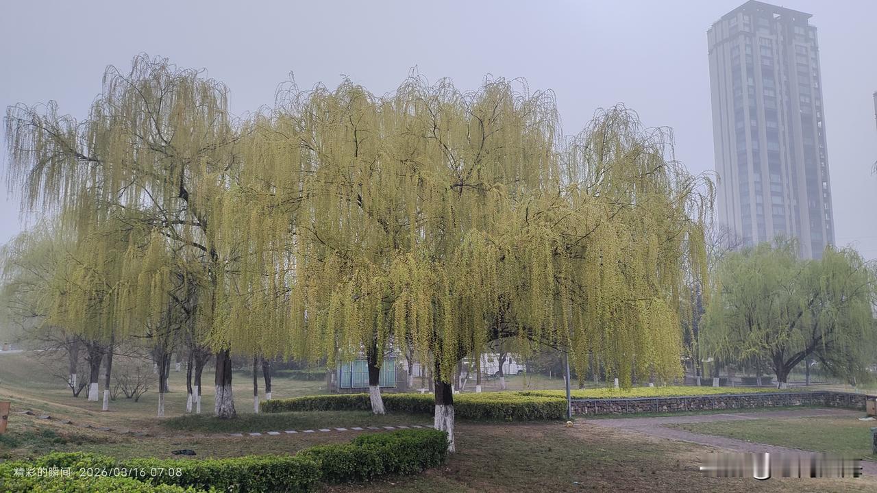 垂柳剪发无需裁，巧夺天工自然成。