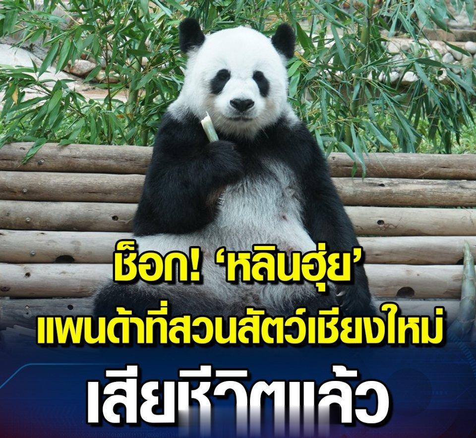 泰国清迈动物园通报，旅泰大熊猫林惠于泰国当地时间2023年4月19日凌晨1时10
