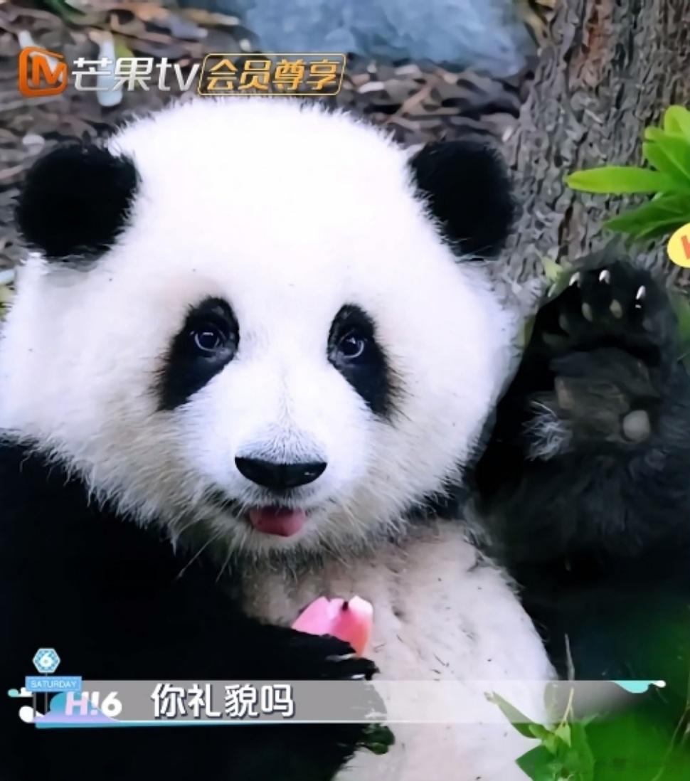 #魏大勋不知道熊猫花花# 现在需要给大勋花科普下我们花花了 ​​​