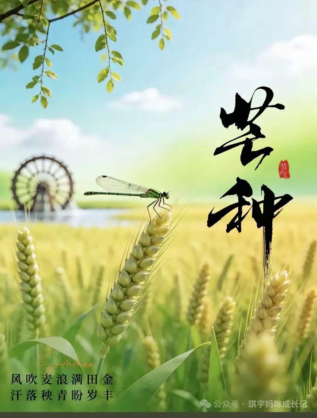 ①芒种忙，忙着种。
②芒种不种，再种无用。
③麦收如救火，龙口把粮夺。
④芒种火
