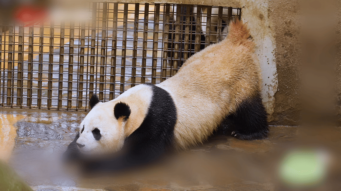 熊猫盼月在阿坝相亲名场面 女主沿着活动场边缘走了一圈，依次在多只雄性门前停下嗅闻