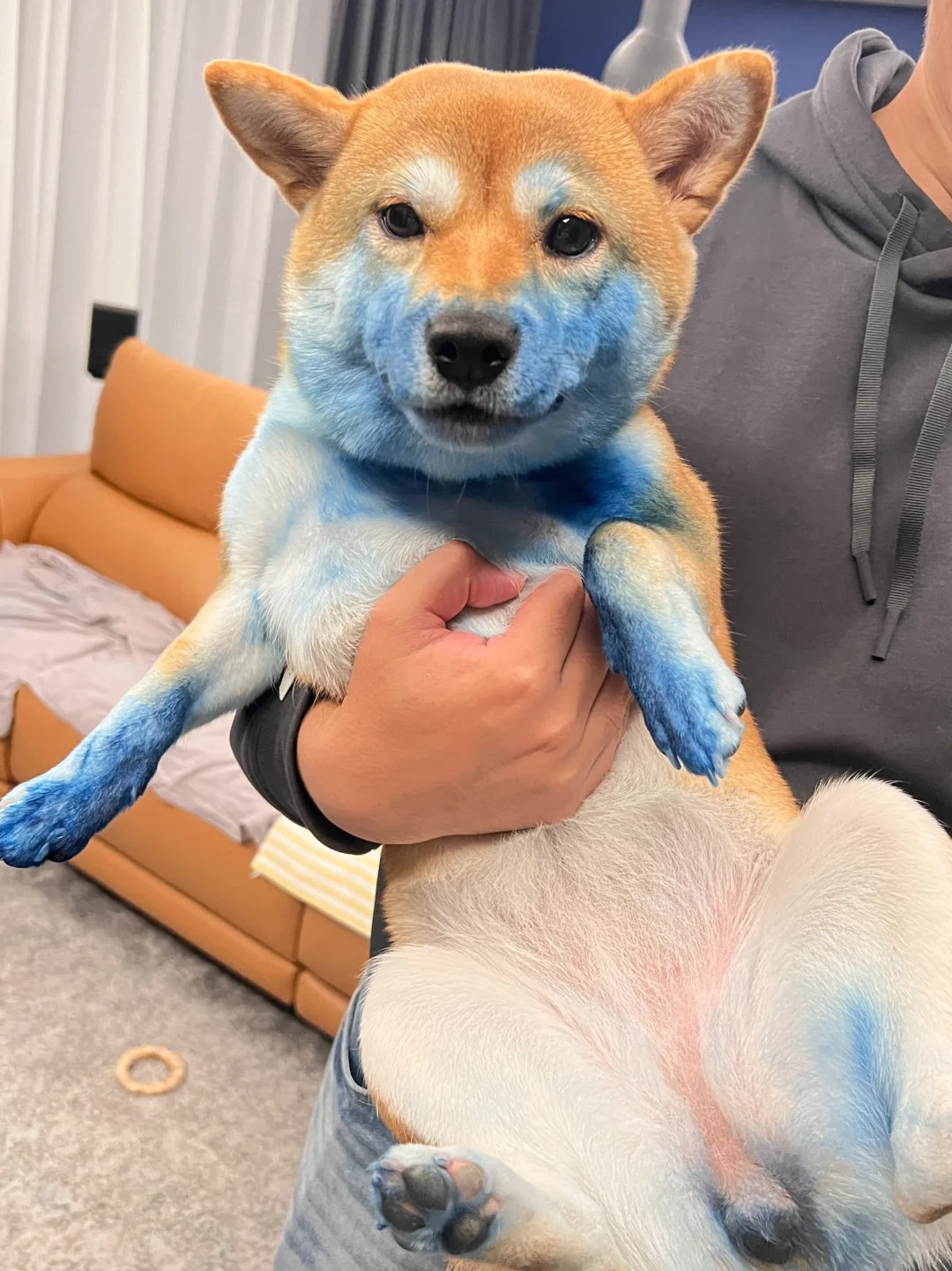 狗生以来 闯的最大的一次祸