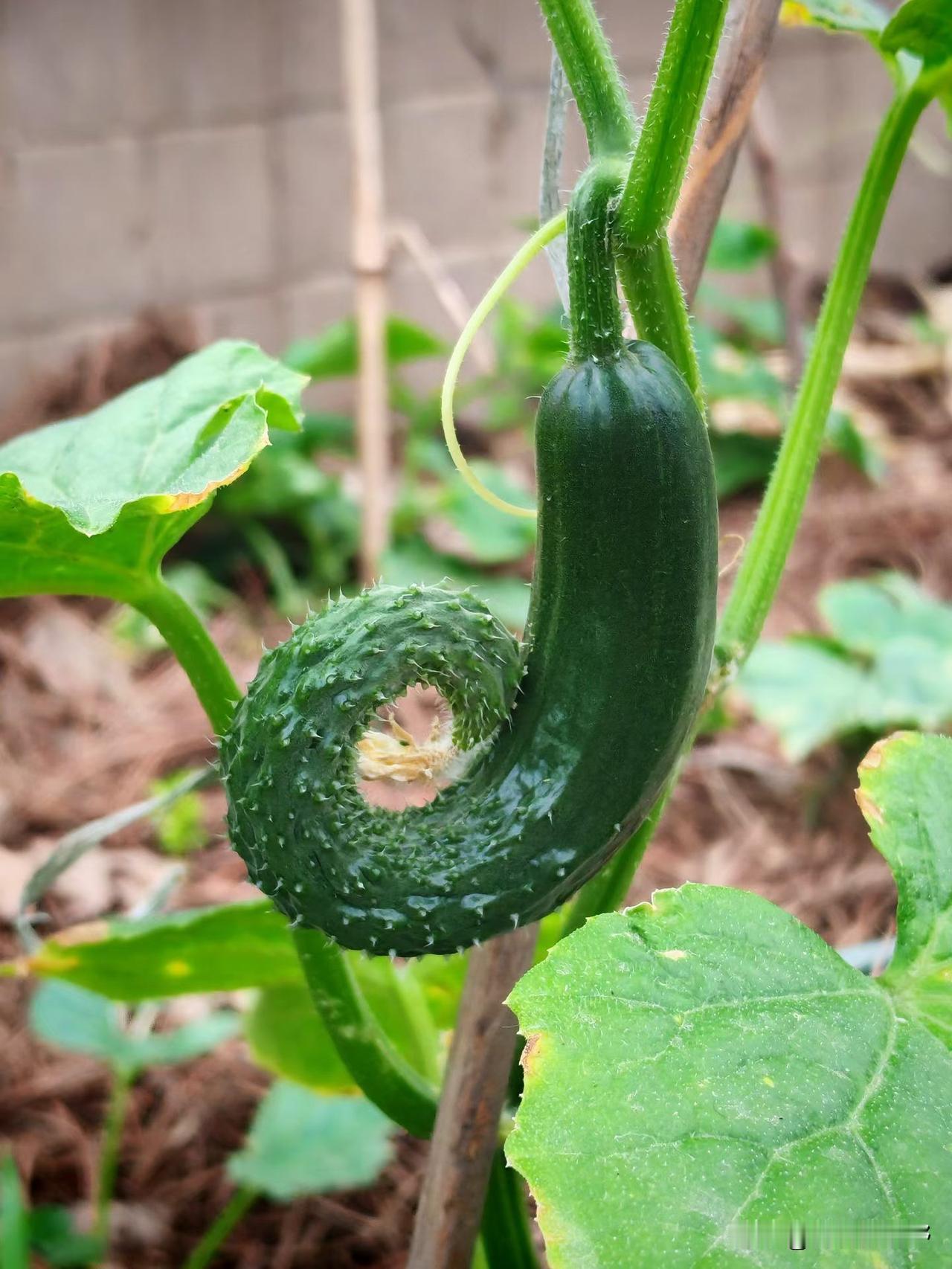 自家菜园里的新鲜黄瓜，自然生长，健康美味！🌱🥒你买的是“西凤”还是“西凤酒”