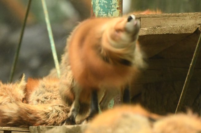 狐狸 完美狐狸钻🦊🦊©️Foxssil_1005 
