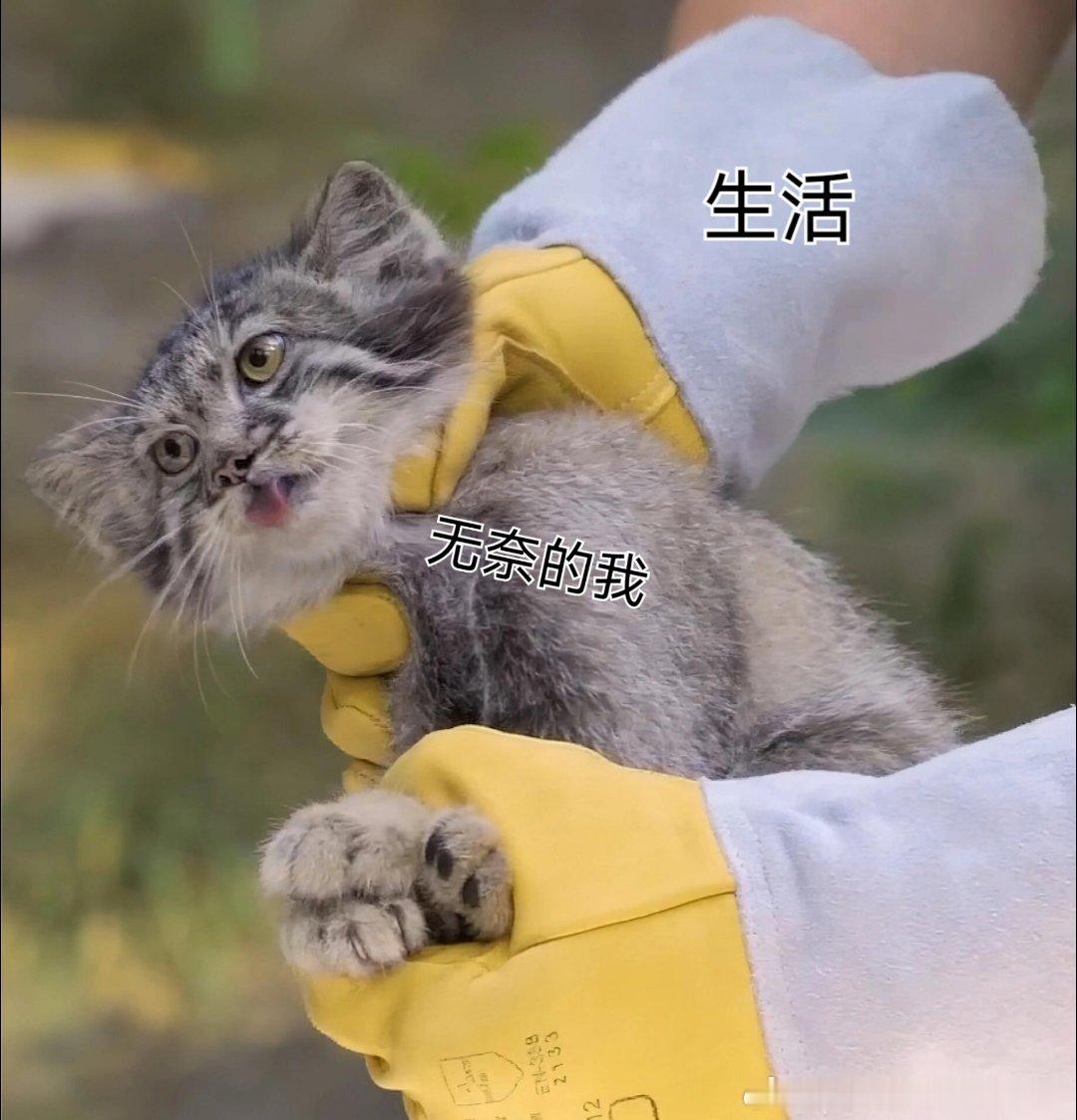 【防止声音被盗用，需要注意什么---难以剥离的背景音乐】在自媒体平台和商业对话中