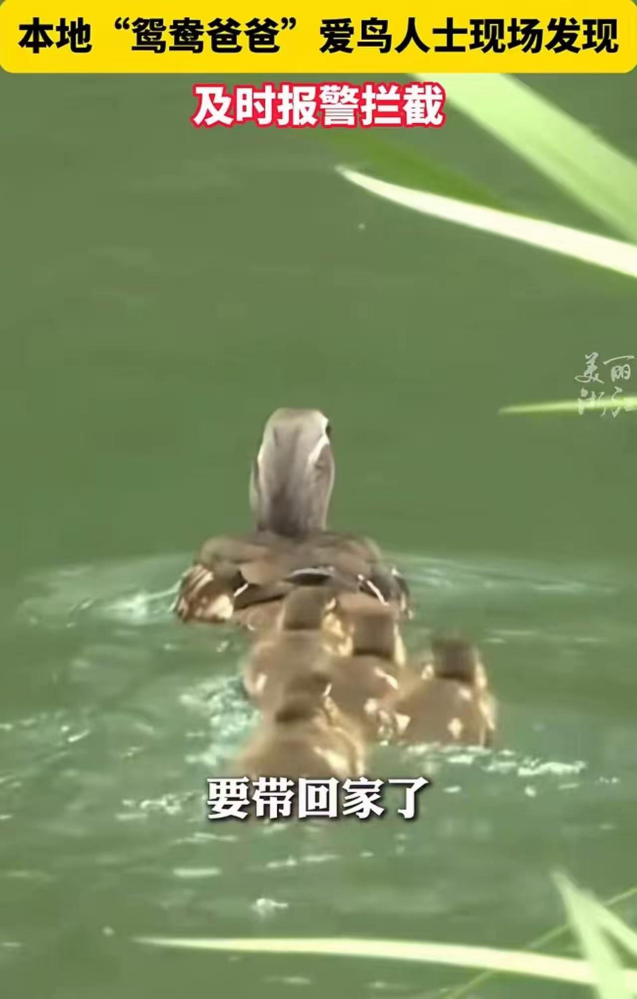 这两天杭州太子湾出了个离谱事，有个女游客居然抓了只小鸳鸯塞袋子里，打算偷偷带回家