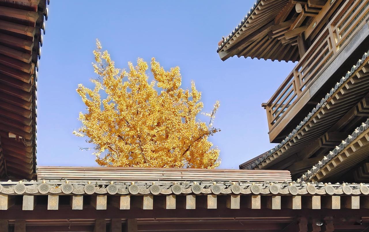 香积寺有两棵银杏树，一棵黄了，另一棵还绿着。2025.11.29。
杭州秋景打卡