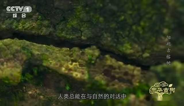 天牛啃噬的危机中，肿腿蜂成了古榕的“特种医疗兵”。这片1706平米的树冠，如今每